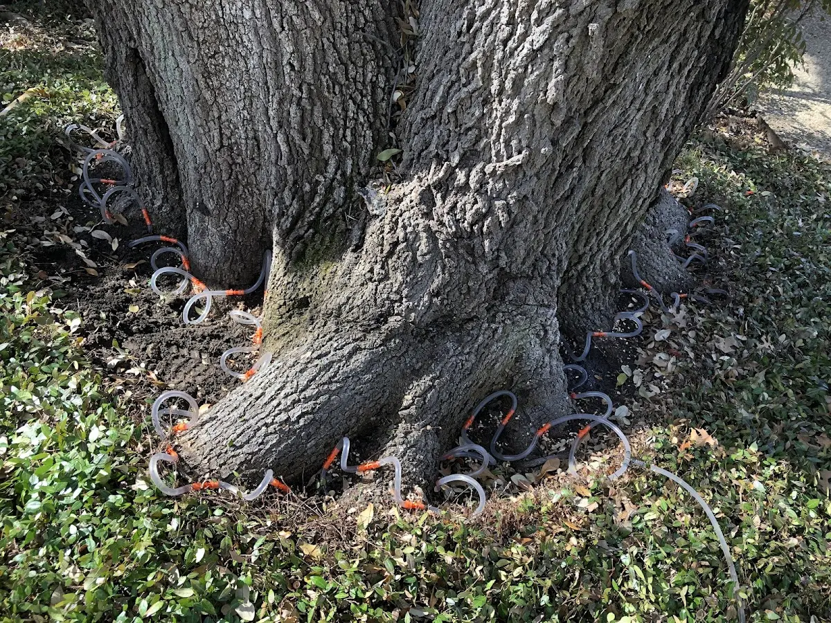 Detailed Tree Cabling and Bracing job site in New Franken