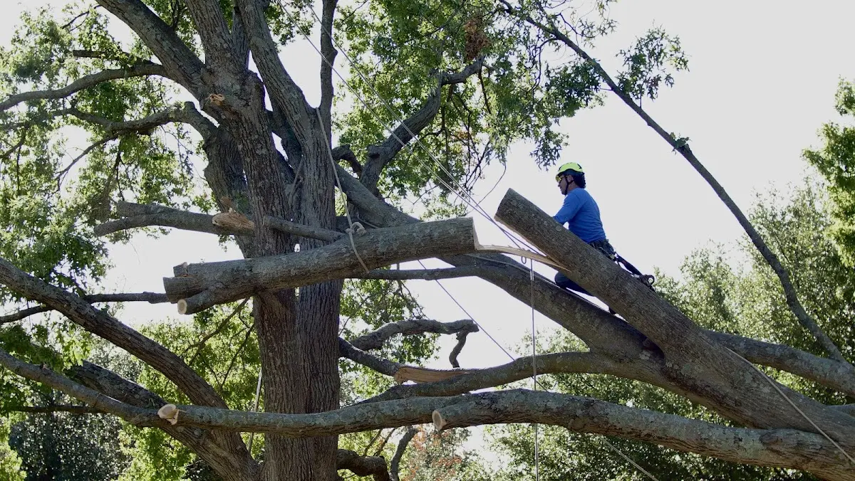 Professional Crown Thinning performed by certified arborists in New Franken